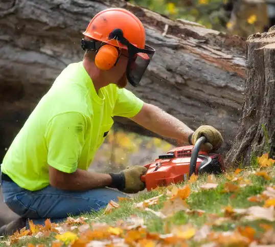 tree services Franklin Lakes